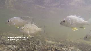 In Congo Creek – Life in an Australian estuary