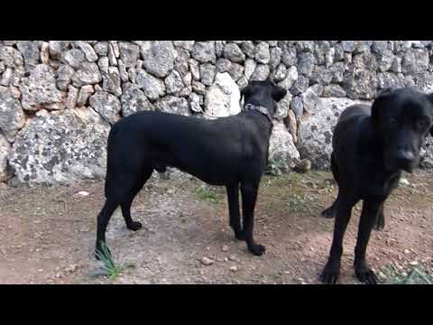 Malik de Ca's Pagès - Ca de Bestiar * 22.09.2018