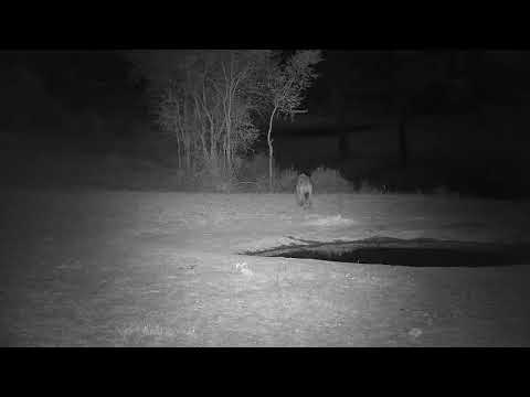 Djuma: Two Hyenas walk by heading towards the lodge-one drinks at pan - 23:30 - 10/20/21