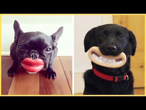 Cachorro engraado  Compilado 2021 - Tente no rir com esses animais engraados e fofos