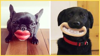 Cachorro engraado  Compilado 2021 - Tente no rir com esses animais engraados e fofos
