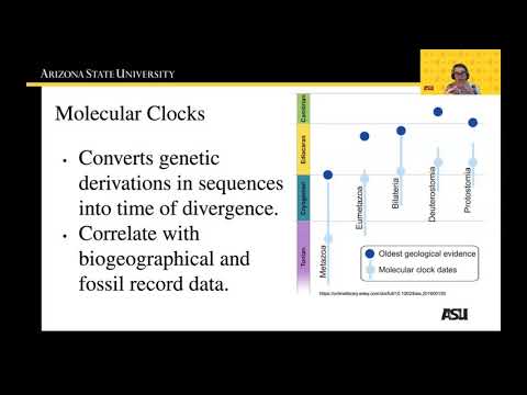 Bio 182 Molecular Clocks
