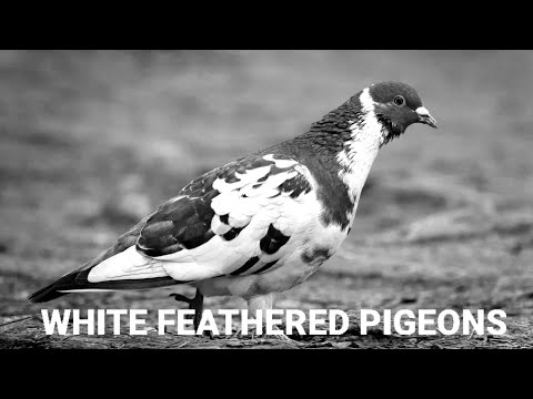 Prevenire i danni alle piume bianche dei piccioni da corsa durante la gara