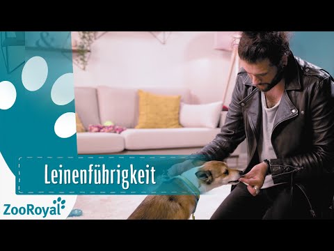 Leinenführigkeit | Rund um den Hund mit Masih Samin | ZooRoyal