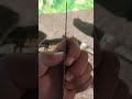 Sharpened cross cut saw