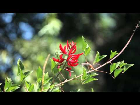 हमिंगबर्ड की उड़ान का रहस्य: हवा में ठहरने और दिशा बदलने की अनोखी कला