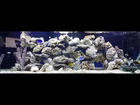 Marine Aquarium • 90 Minutes of Great Visuals & Music • 07 18 16 Monday