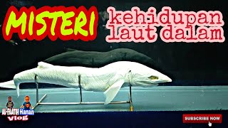 Download lagu Misteri Kehidupan Laut Dalam Sea World Ancol HD mp3