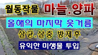 [텃밭농부. 1,299]  마늘/ 양파에 올 겨울 얼기 전 마지막 웃거름 주기, 미생물 투입 #마늘재배 #양…