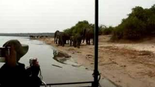 preview picture of video 'Elephants along the Chobe River in Botswana'