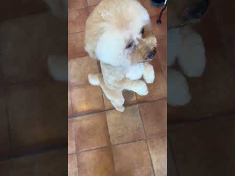 経営学科 トリマーさんになつくトイプードル15ヶ月　 #toypoodle　#トイプードル　#おパンツカット