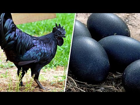 Les Œufs les Plus Invraisemblables Pondus Dans Le Monde Animal