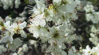 YANNI -  Moments Without Time