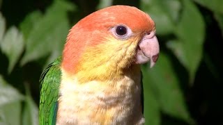 Why Not a Caique?