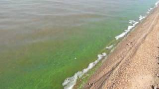 preview picture of video 'Algas o verdín en la costa de Santa Ana, Lago Salto Grande, Dpto. Federación, Entre Ríos.'