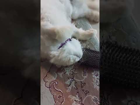 #persiancat    #lovelycat