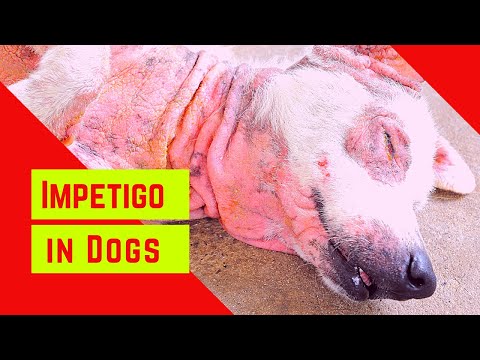 Can Dogs Catch Impetigo