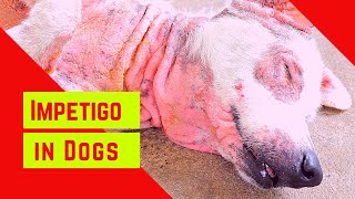 Impetigo in Dogs: Causes, Symptoms and Effective Treatments 2023