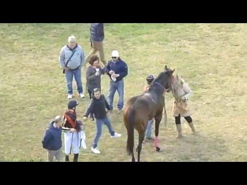 Galoppo Corse del 13 Febbraio 2016 First Love