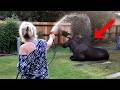 When Wild Animals Actually THINK Humans Are One Of Them