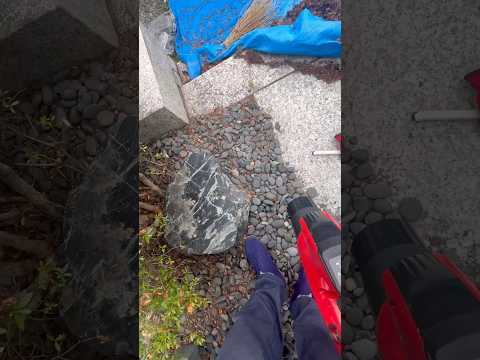 ボール状に剪定：どの低木がこのために作られていますか？シンプルに進めるにはどうすればよいでしょうか？  庭園