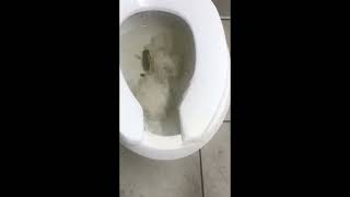 Public Restroom Review:  Walgreens, Whittier CA