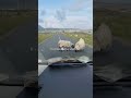 Rush Hour Violence on Achill Island 😁 #discoverireland #sheep #fight #fyp #foryou #ireland