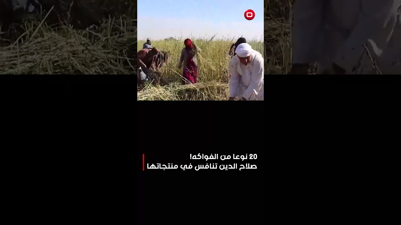 فيديو | 20 نوعا من الفواكه... صلاح الدين تنافس في منتجاتها