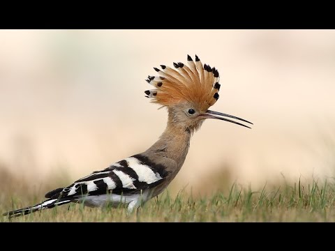 The most beautiful sound of Hoopoe bird ( Hudhud ) mentioned in Quran