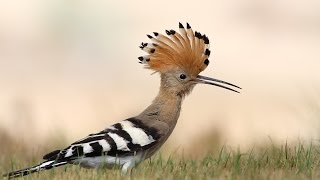 The most beautiful sound of Hoopoe bird ( Hudhud )