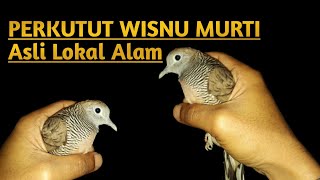 Download lagu PERKUTUT WISNU MURTI // PERKUTUT JAWA LOKAL ALAM mp3 Download lagu PERKUTUT WISNU MURTI // PERKUTUT JAWA LOKAL ALAM mp3