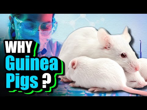 Why Do We Experiment on Guinea Pigs?
