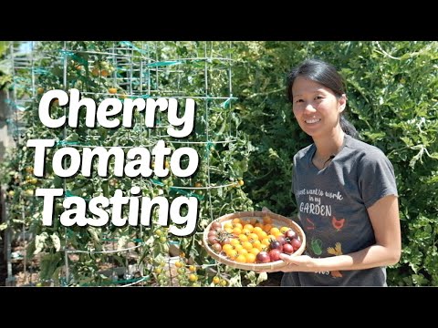 Cherry Tomato Harvest and Taste Test - Sungold, Black Strawberry, Black Cherry!