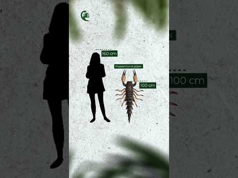 Kalajengking Terbesar di Dunia