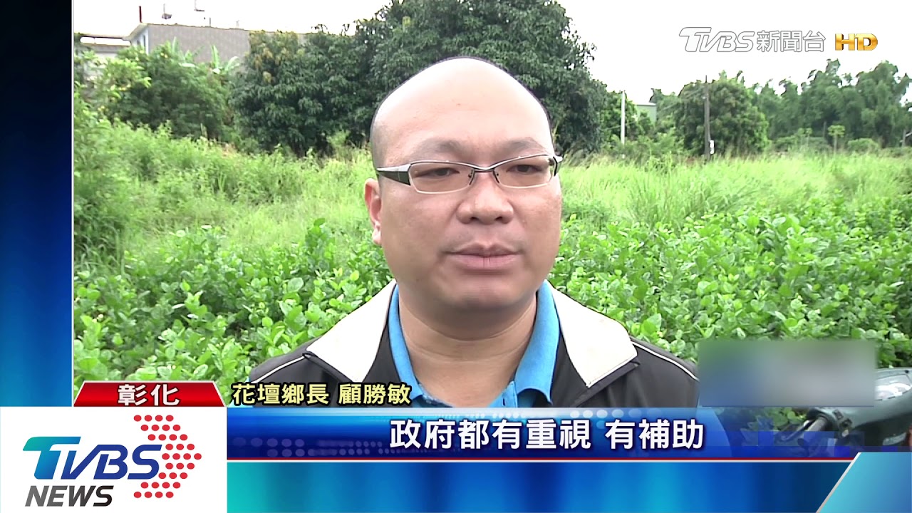 蟲害加氣候影響!花壇茉莉花大減7成 價揚