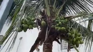 #3: Soil improvement, sowing chrysanthemum seeds