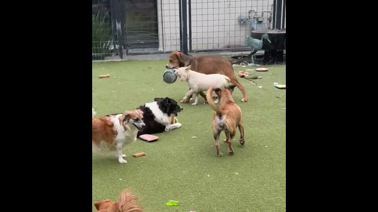 Enlarge WEAVER, a Adoptable mixed breed in arlington, TN video 2/6