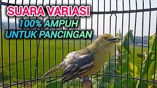Download lagu Suara Burung Sirtu Gacor VARIASI 100% Ampuh Untuk Pancingan sirtu malas bunyi mp3