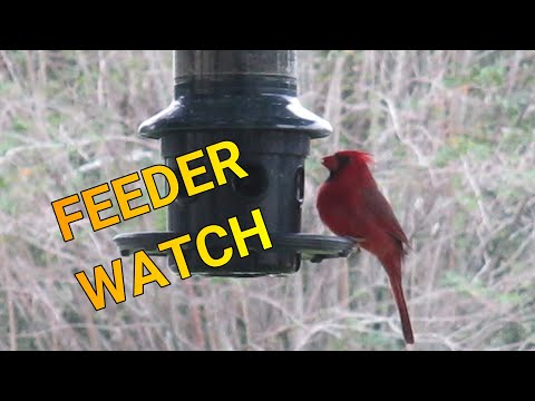 Bird Nerd - Project FeederWatch