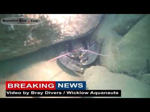 BeautifulBray.com- First Lobster Filmed Inside Greystones Harbour by Bray Divers Wicklow Aquanauts.