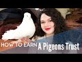 How To Earn A Pigeon Or Doves Trust Part 1 First Contact