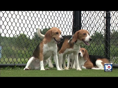 Florida Trend Video Pick - Video