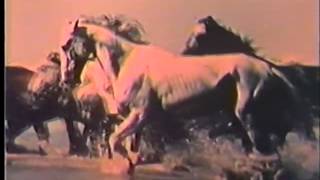 Le Songe Des Chevaux Sauvages (1960)