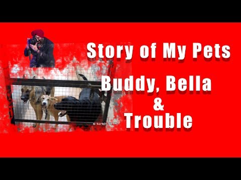 A clip from my 3 pet dogs life