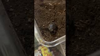 パワーズフクラガエルののりたまです