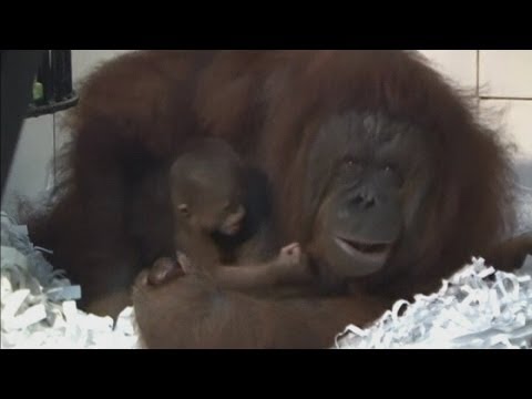 A baby Borneo orangutan has been born in an Indonesian safari park