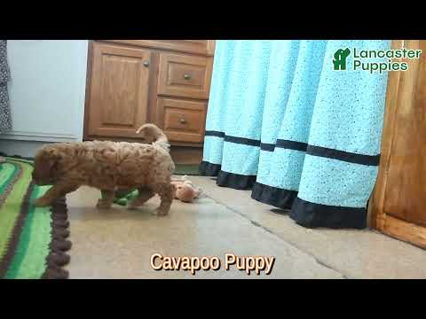 Cavapoo Lancaster Puppies