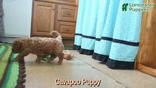 Lovable Cavapoo Puppy