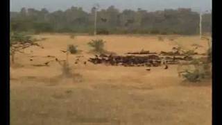 preview picture of video 'vulture Conservation Nature Club Surat'