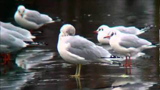 preview picture of video 'Ring Billed Gull'
